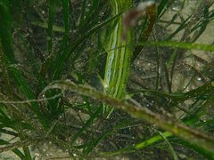 Heterostichus rostratus