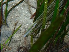 Heterostichus rostratus