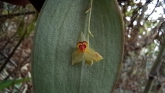 Lepanthes