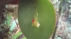 Lepanthes