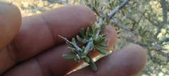 Castela erecta