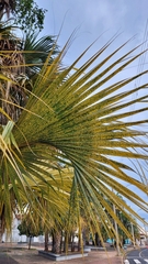 Butia odorata