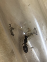 Crematogaster ashmeadi