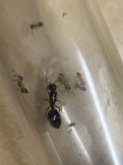 Crematogaster ashmeadi