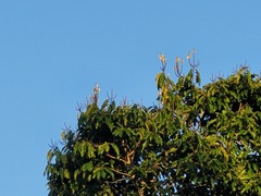 Bertholletia excelsa