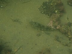 Paralabrax nebulifer