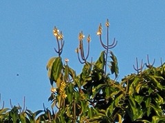 Bertholletia excelsa