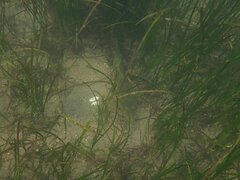 Paralabrax nebulifer