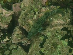 Paralabrax nebulifer