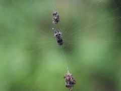 Cyclosa