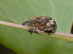 Oxyops fasciatus