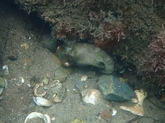 Octopus bimaculoides