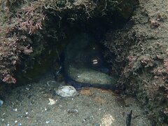 Octopus bimaculoides