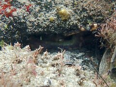 Octopus bimaculoides