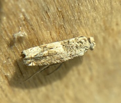 Crocidosema plebejana