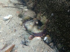 Octopus bimaculoides