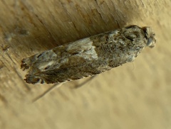 Crocidosema plebejana