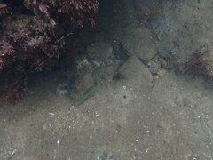 Octopus bimaculoides