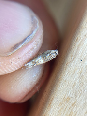 Crocidosema plebejana