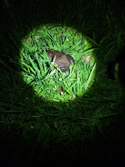 Leptodactylus labyrinthicus