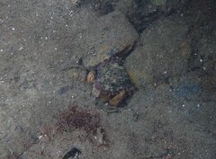 Octopus bimaculoides