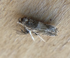 Crocidosema plebejana