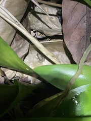 Eleutherodactylus coqui