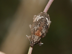 Oxyops fasciatus