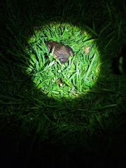 Leptodactylus labyrinthicus