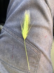 Hordeum