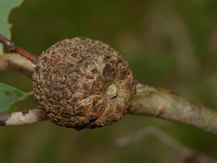 Apiomorpha strombylosa