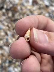Nassarius acutus