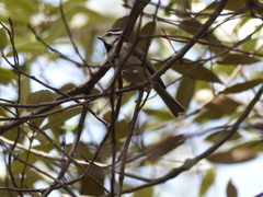 Baeolophus wollweberi