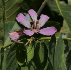 Bauhinia purpurea