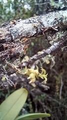 Fernandezia