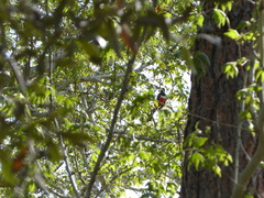 Trogon elegans