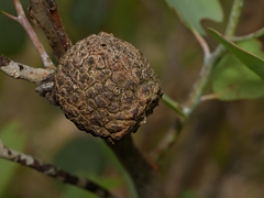 Apiomorpha strombylosa
