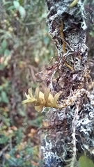 Fernandezia