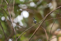 Discosura langsdorffi