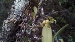 Fernandezia
