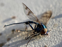 Condylostylus occidentalis