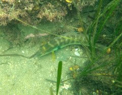 Halichoeres semicinctus