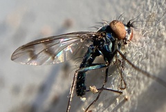 Condylostylus occidentalis
