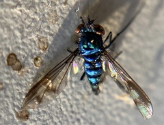 Condylostylus occidentalis
