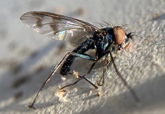 Condylostylus occidentalis