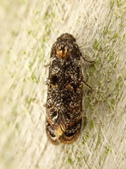 Corocosma memorabilis