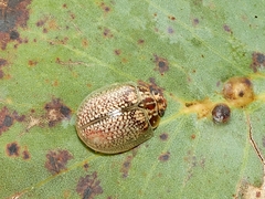 Paropsisterna decolorata