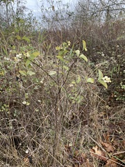 Symphoricarpos albus