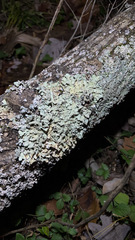 Flavoparmelia caperata