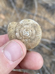 Glyptostoma newberryanum